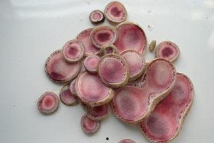 东北三宝,人参、鹿茸、貂皮的文化传承与魅力