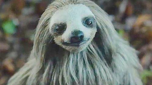 杀人树懒,揭秘杀人树懒的神秘面纱