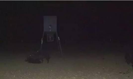 凶手被摄像机拍到 第三季,凶手现形记