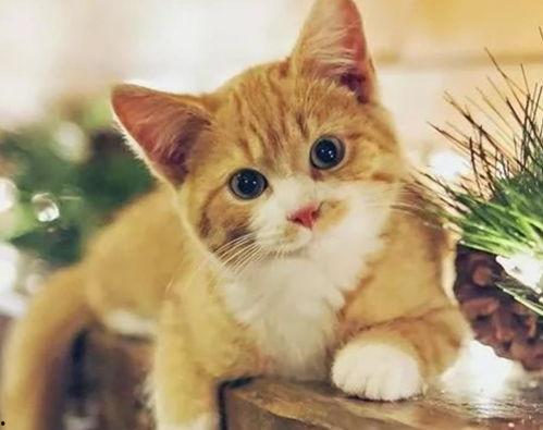 娱乐吃瓜君猫咪摇头